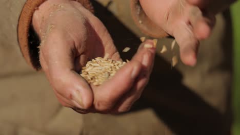 Farmer-inspects-his-crop-of-hands-hold-ripe-wheat-seeds.