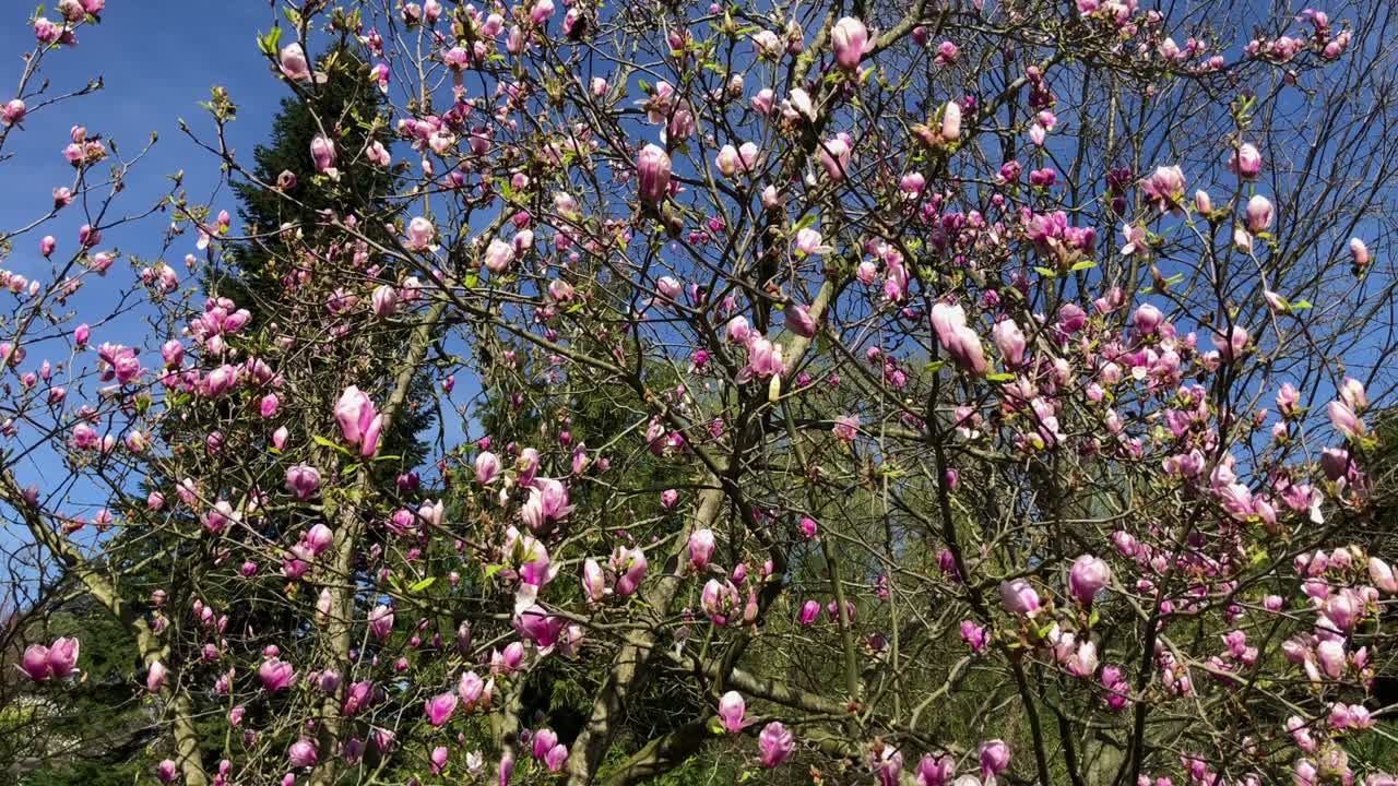 새로 꽃을 피운 마그놀리아 꽃 을 가진 나무 의 근접 촬영