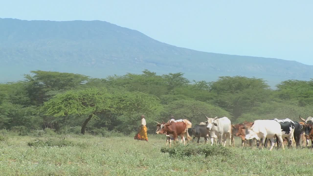 Pastori Masai che pascolano il loro bestiame in Kenya