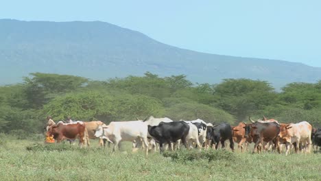 los miembros de la tribu masai arrean su ganado en kenia