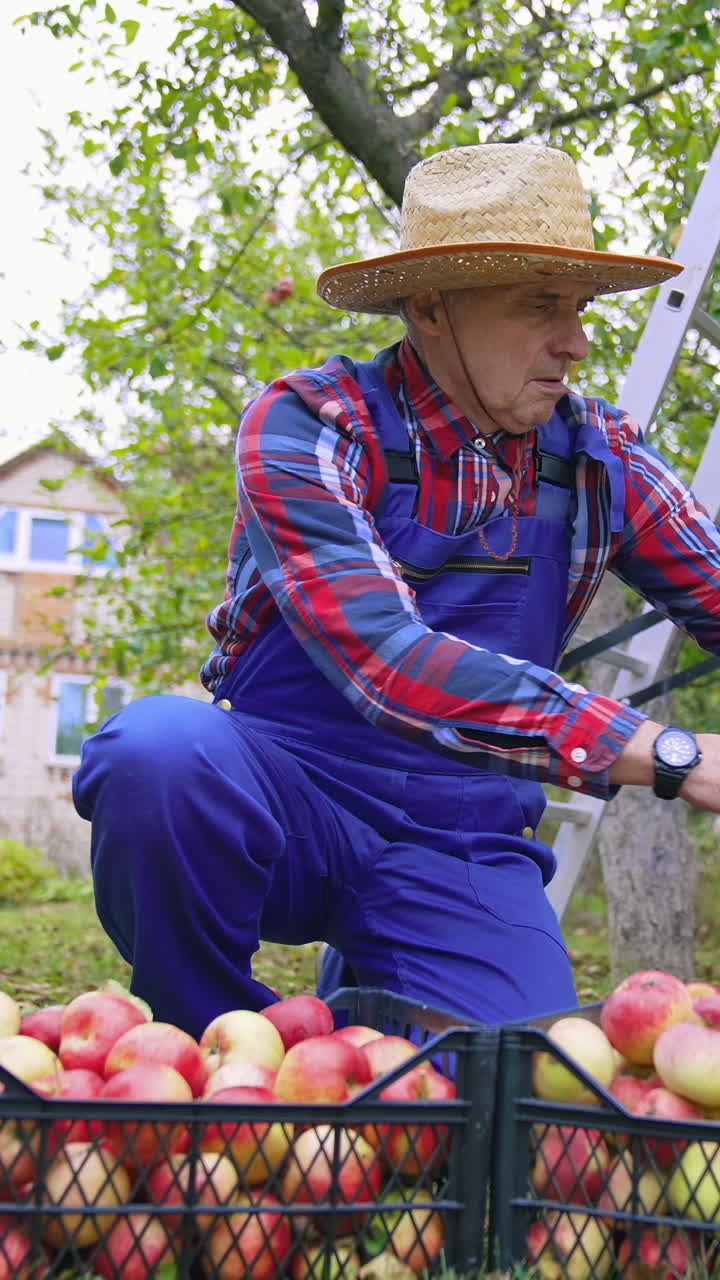Agricultural apple farming into baskets. Seasonal sweet fresh fruit apples in the garden. Vertical video