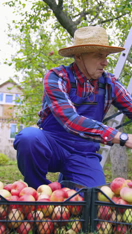 agricultural apple farming into baskets. seasonal sweet fresh fruit apples in the garden. vertical video