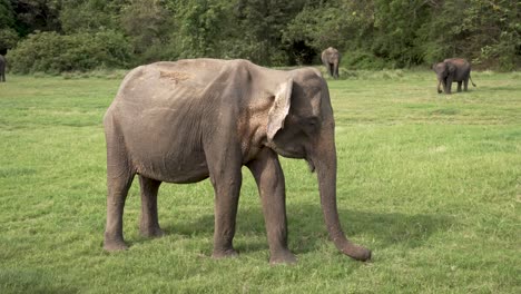 wild elephant seen grazing in a vibrant green field, utilizing its trunk to gather food, amidst a natural forest landscape.
