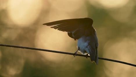 a female tree swallow sits on a wire at sunrise and preens her feathers in slow motion