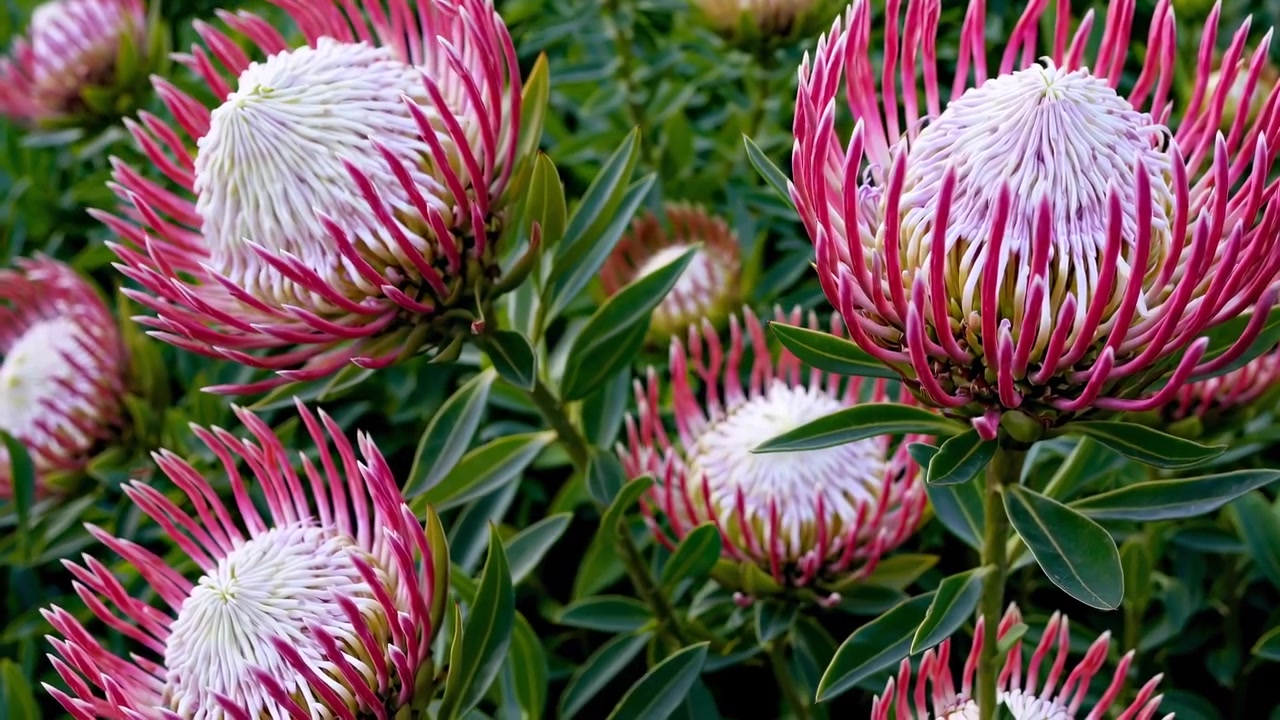 Levendig roze Koningsprotea bloemen bloeiend in een tuin