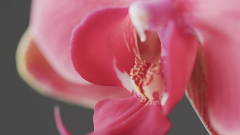 micro video de primer plano de la flor de orquídea rosa con espacio de copia en fondo gris