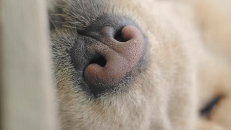 close-up of a dog's nose