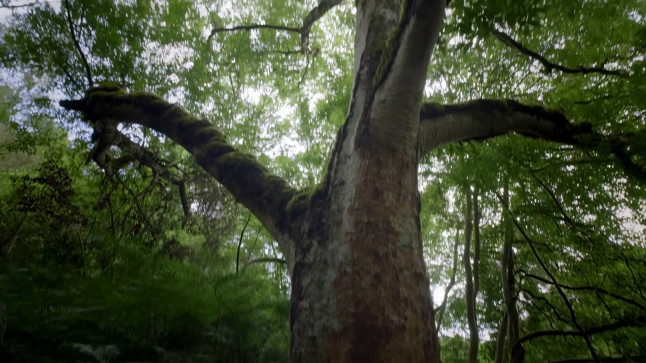 Ripresa in movimento a bassa altezza che mostra un fitto gruppo di funghi color crema e marrone chiaro, strettamente ammassati alla base di un grande tronco d'albero con corteccia screziata, in primo piano in basso al centro.