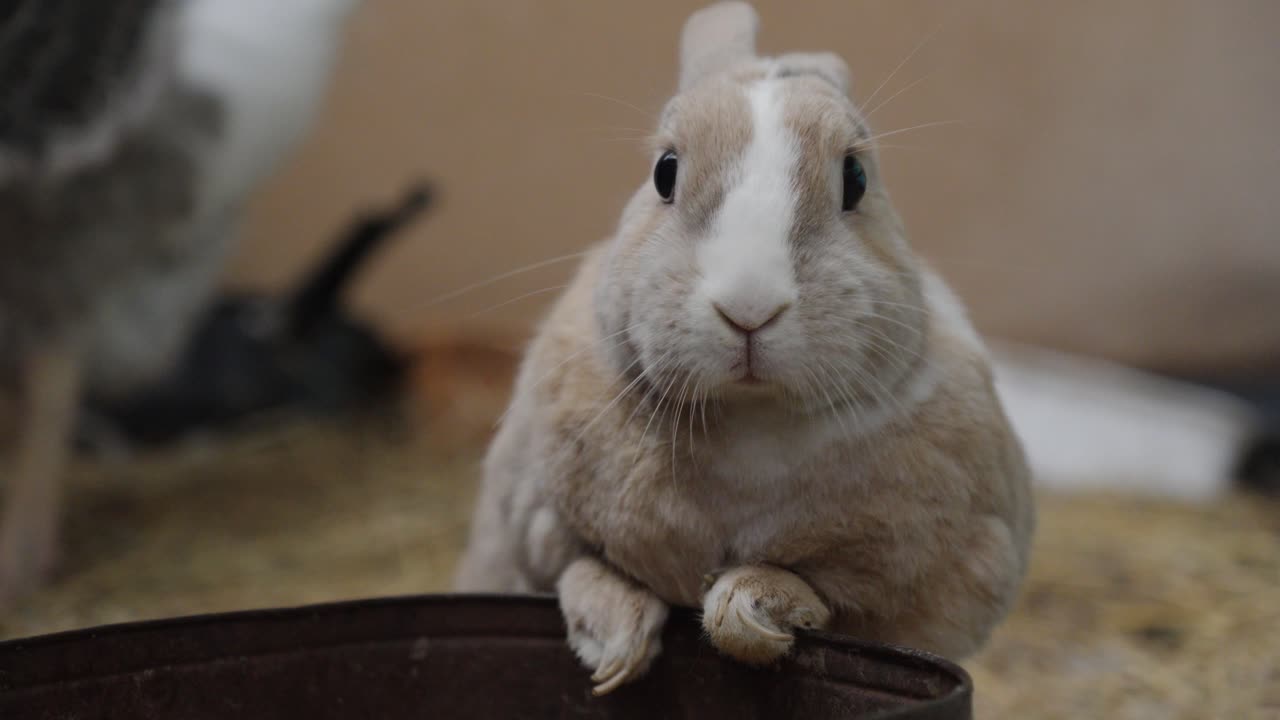 Slow motion shot of bunny rabbits eating feed from a bowl and chewing its mouth