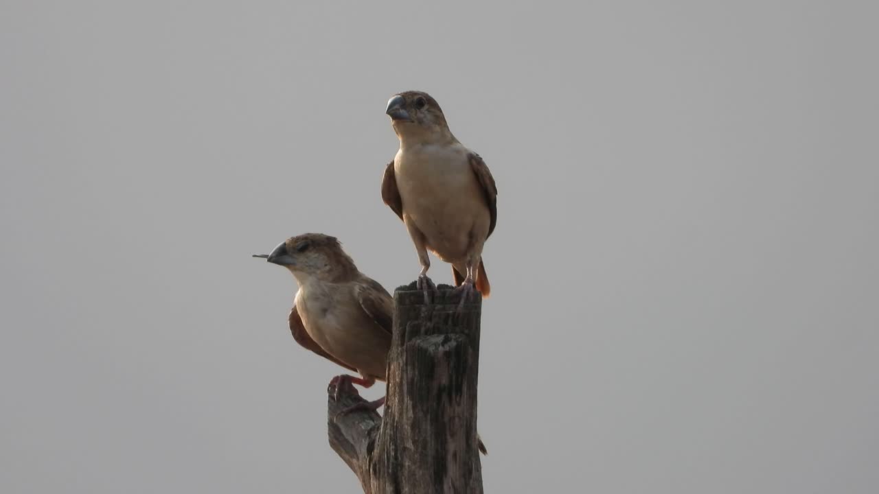 gorrión de campo - dos - relajante