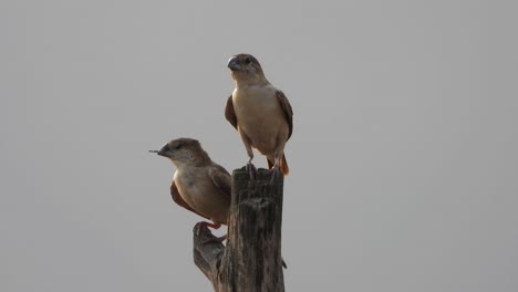 field sparrow - two - relaxing