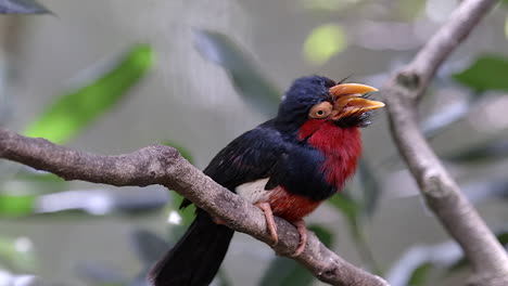 a charming rare red neck bearded barbet perched on a tree branch, opening it's mouth and cleaning it's beak on the wood - close up