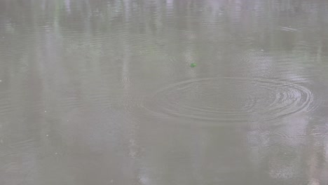 sequential raindrops hitting a calm water surface