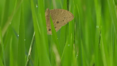 butterfly father eyes