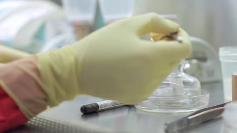 scientist hand performing laboratory testing. hand warming tweezers for research