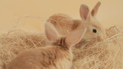 litter of baby rabbits leaping around nest bundle of dry hay - medium close-up shot