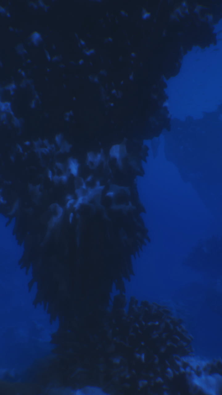 Beautiful underwater view showcasing marine life and coral formations