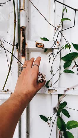 hand on a rusty white gate with vines