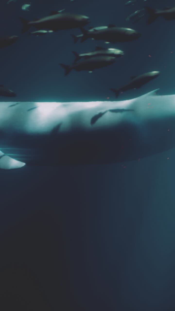 A whale swims in the ocean, surrounded by fish