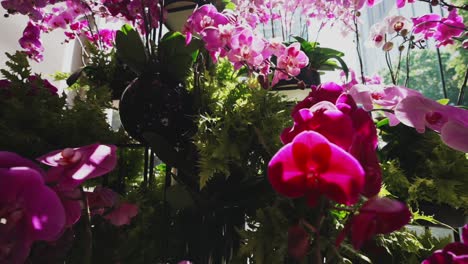 Wide-camera-zoom-out-to-reveal-beautiful-pink-orchids-with-sun-backlight-in-a-hotel-lobby