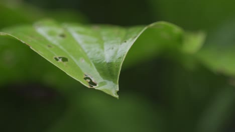 Primer-Plano-De-Hojas-Verdes-Brillantes-Mojadas-En-Forma-De-Gotas-De-Agua,-Después-De-La-Lluvia