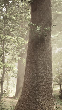 misty forest with large tree trunk