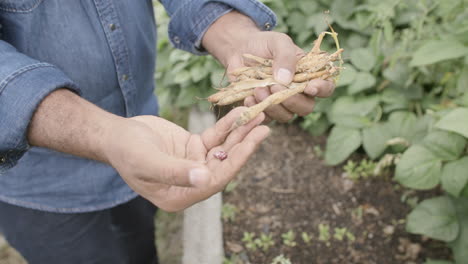 slow motion footage of a person's hands showing dried string beans in a garden