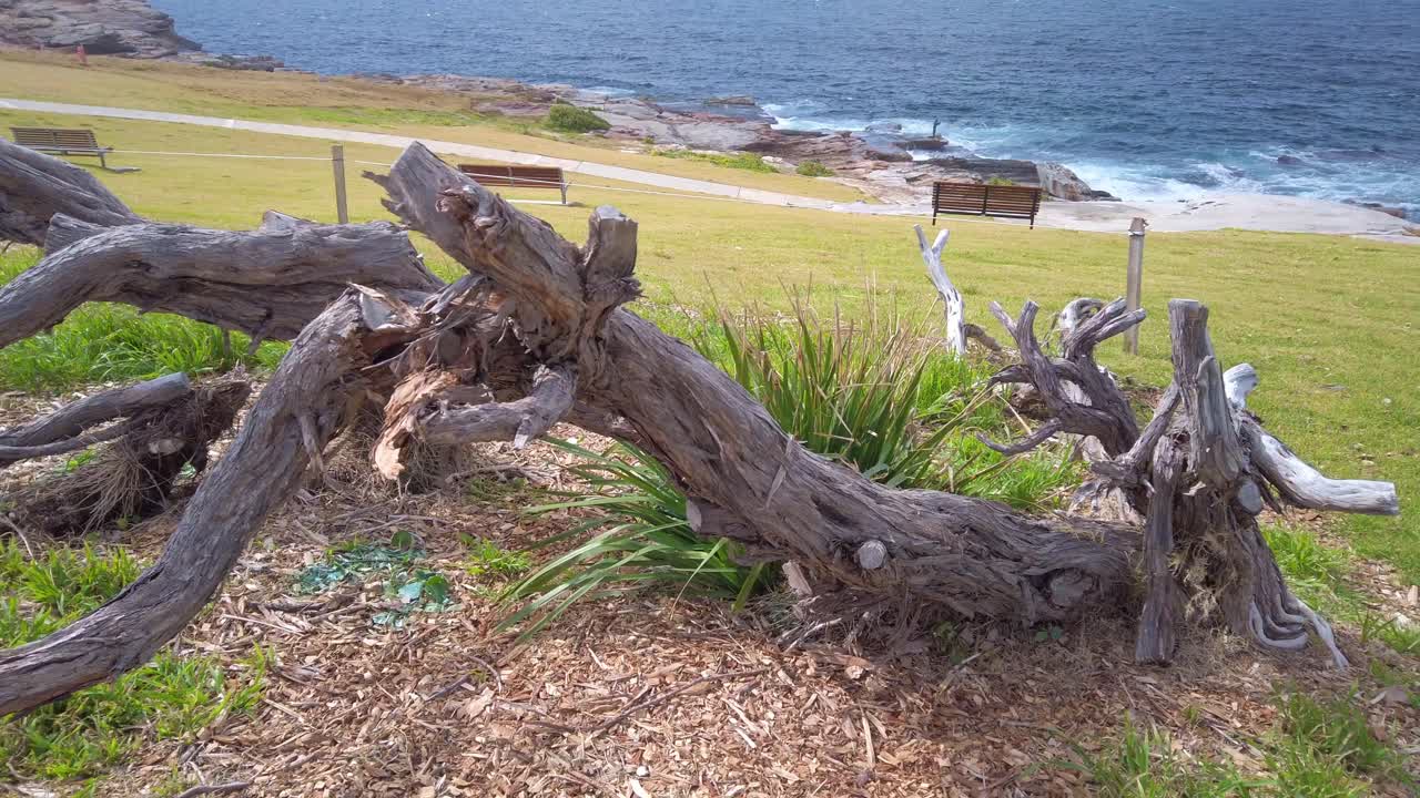 troncos de árboles muertos junto a la playa cerca del océano pacífico y un banco con vistas al agua con vistas a las olas del océano