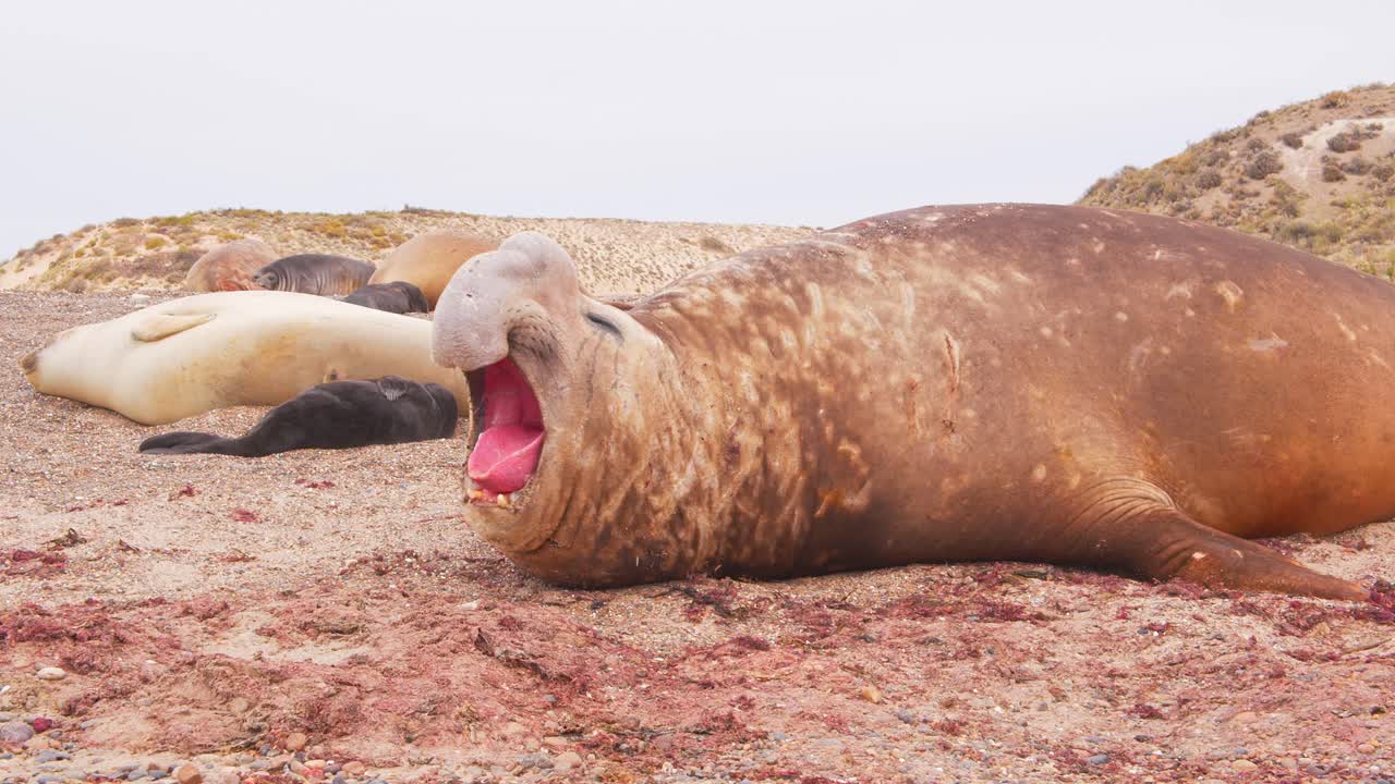 el maestro de la playa, el elefante macho con cicatrices de batalla mantiene un ojo atento alrededor entre su harén de hembras