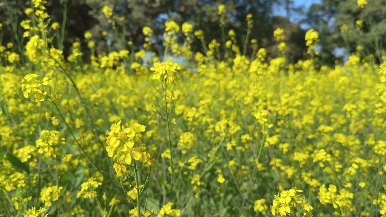 Tracking shot of yellow mustard field, yellow mustard flower