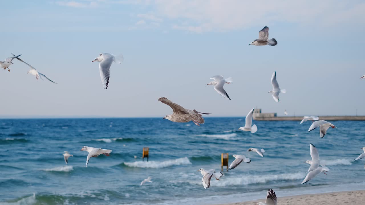 Seagulls Flying Over the Ocean at Beach