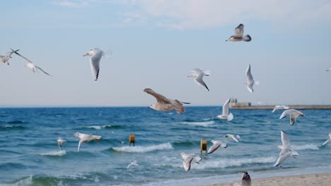 seagulls flying over the ocean at beach