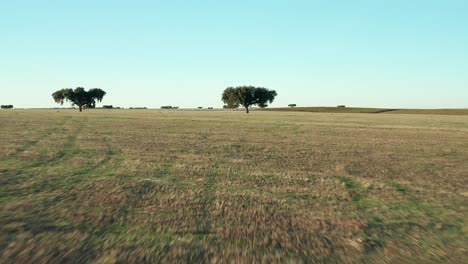 Quercus-Suber-Alcornoque-árbol-De-Hoja-Perenne-Para-El-Vino