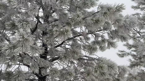 snow-laden trees move gracefully in canada’s winter winds.