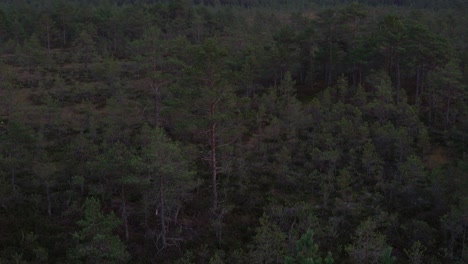 Pinos-En-El-Pantano-Por-La-Noche,-Vista-De-La-Torre-De-Vigilancia