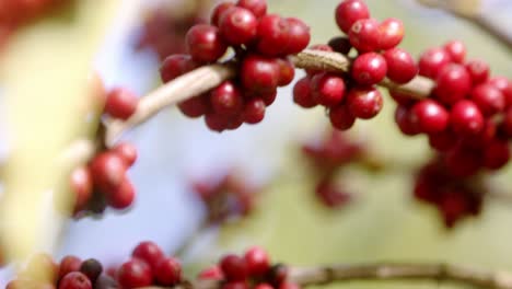 Kaffeebohnenwachstum,-Plantagenertrag,-Pflanzen-Sind-Für-Die-Brasilianische-Wirtschaft-Von-Entscheidender-Bedeutung