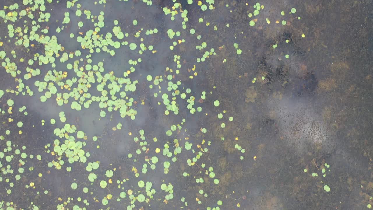 연못 에 있는 수풀 의 공중 에서 볼 수 있는 모습