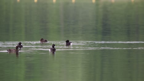 Flock-of-tufted-ducks-swimming-and-floating-together-on-lake-water