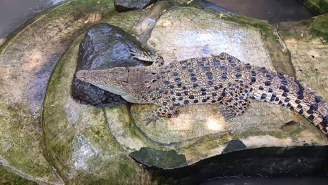 Top-shot-of-Crocodile-with-closed-mouth