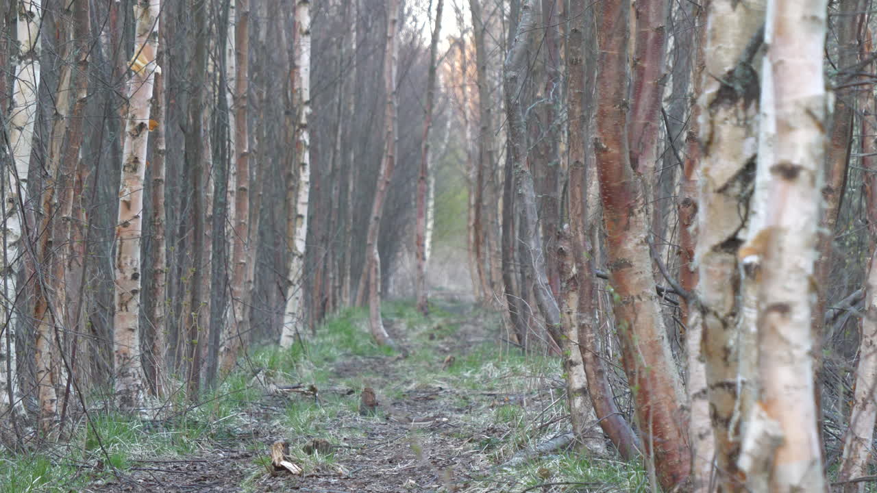One year transformation, changing nature and transition between four seasons in Nordic climate looping