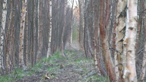 transformación de un año, cambio de naturaleza y transición entre cuatro estaciones en bucle climático nórdico