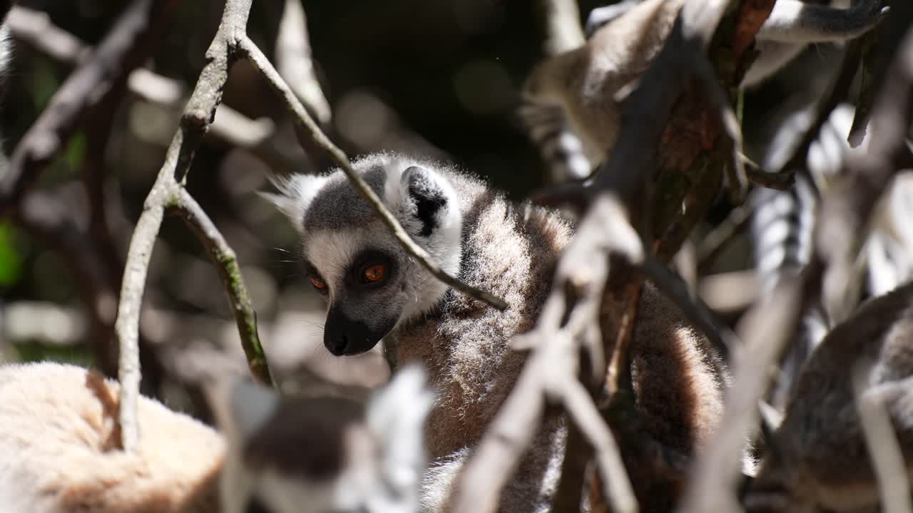 lémur de cola anillada en los árboles selva de madagascar