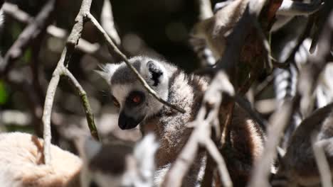 ring-tailed lemur in trees madagascar jungle