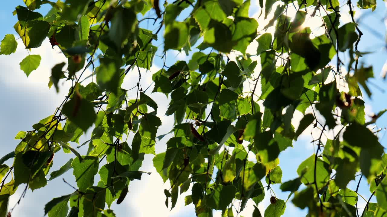 Green birch leaves waving in the wind in slowmotion. Sunlight and blue skies on the background