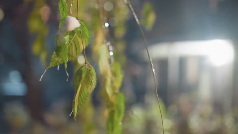 close-up of green leaves with snowdrops hanging, residential building blurred in background, creating a serene winter atmosphere with light reflecting on the snow