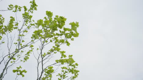 leaves green spirng  sky cloudy