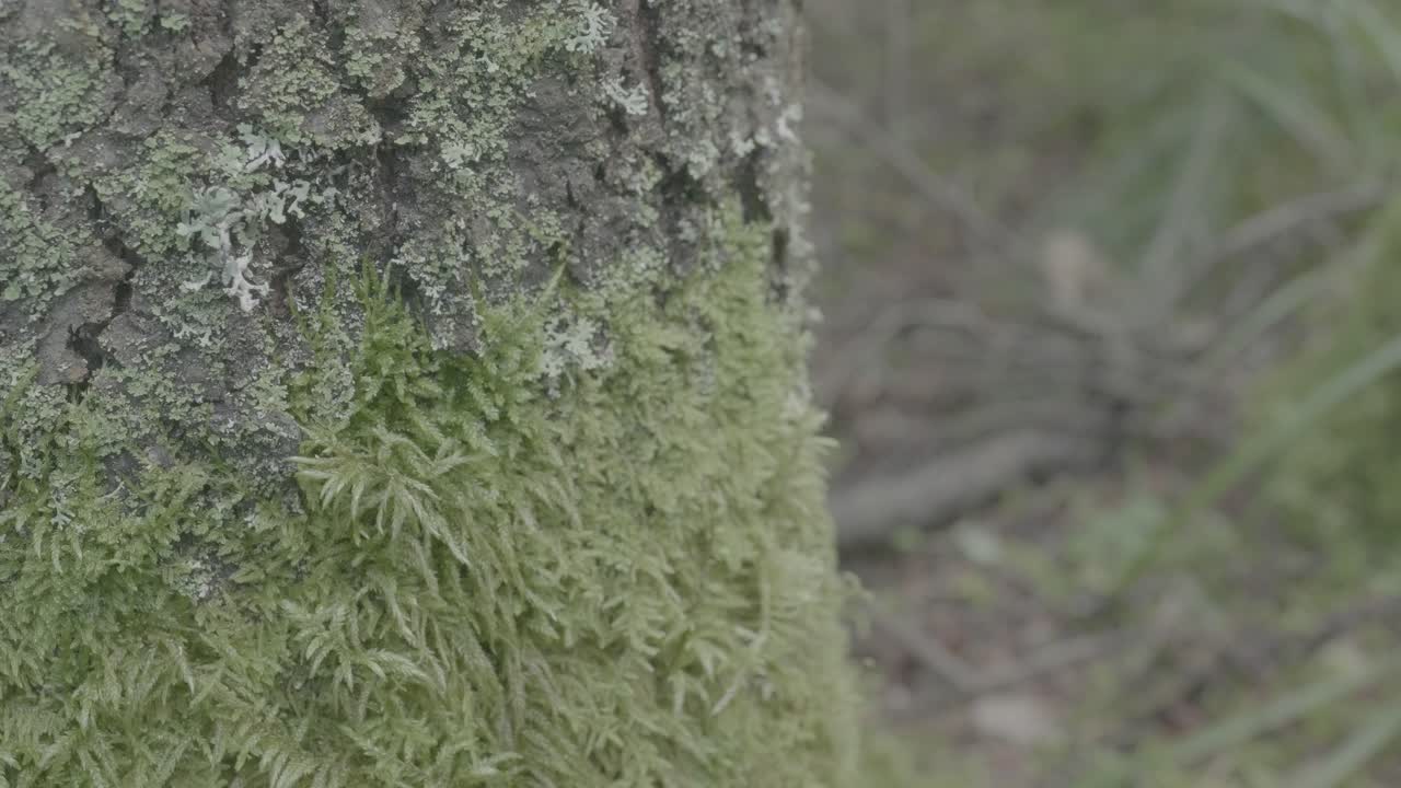 모스 나무 줄기의 클로즈업