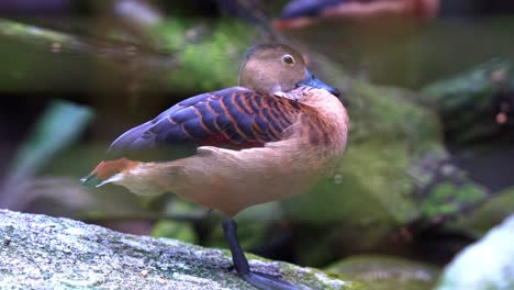 A-lesser-whistling-duck,-dendrocygna-javanica,-standing-with-one-foot-on-rocky-shore,-preening,-grooming-and-cleaning-its-beautiful-feathers,-close-up-shot