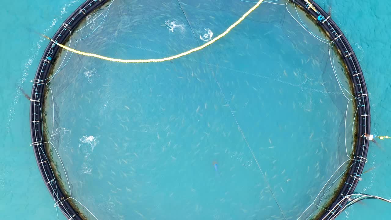 노르웨이에서 연어  ⁇ 시를 하는 공중 촬영