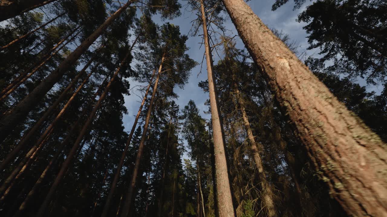 View of tall pine trees in forest